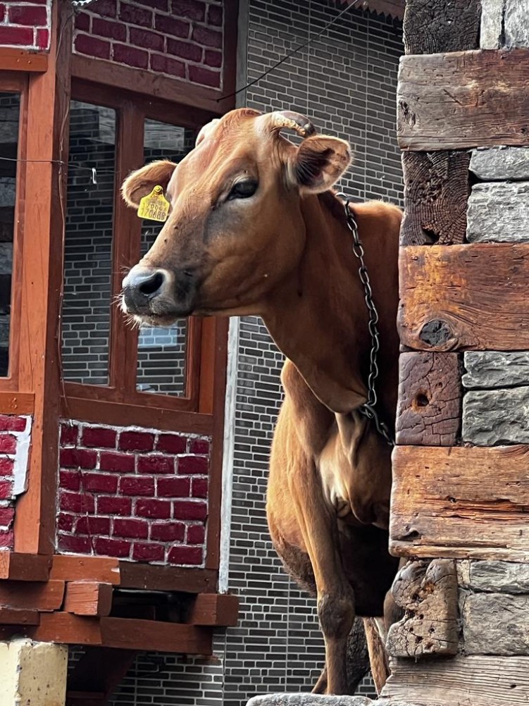 29 Swieta krowa w Indiach